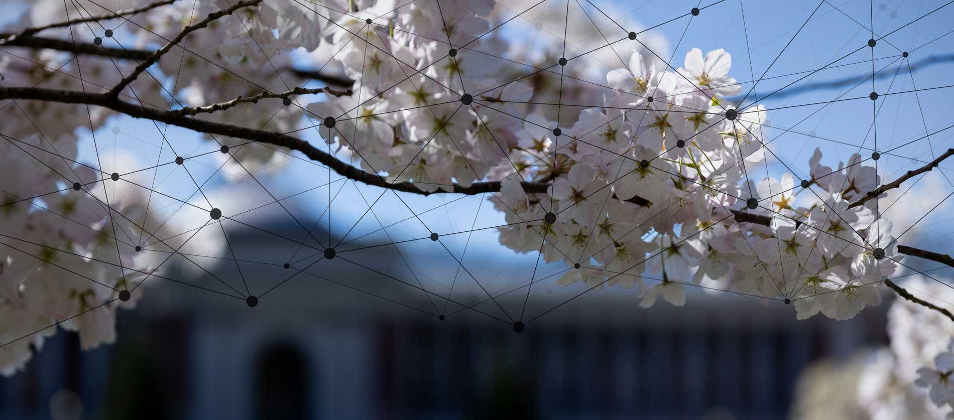 cherry blossoms with an overlay of connected dots with lines, creating a network effect